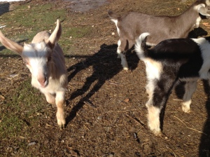 Goat kids!